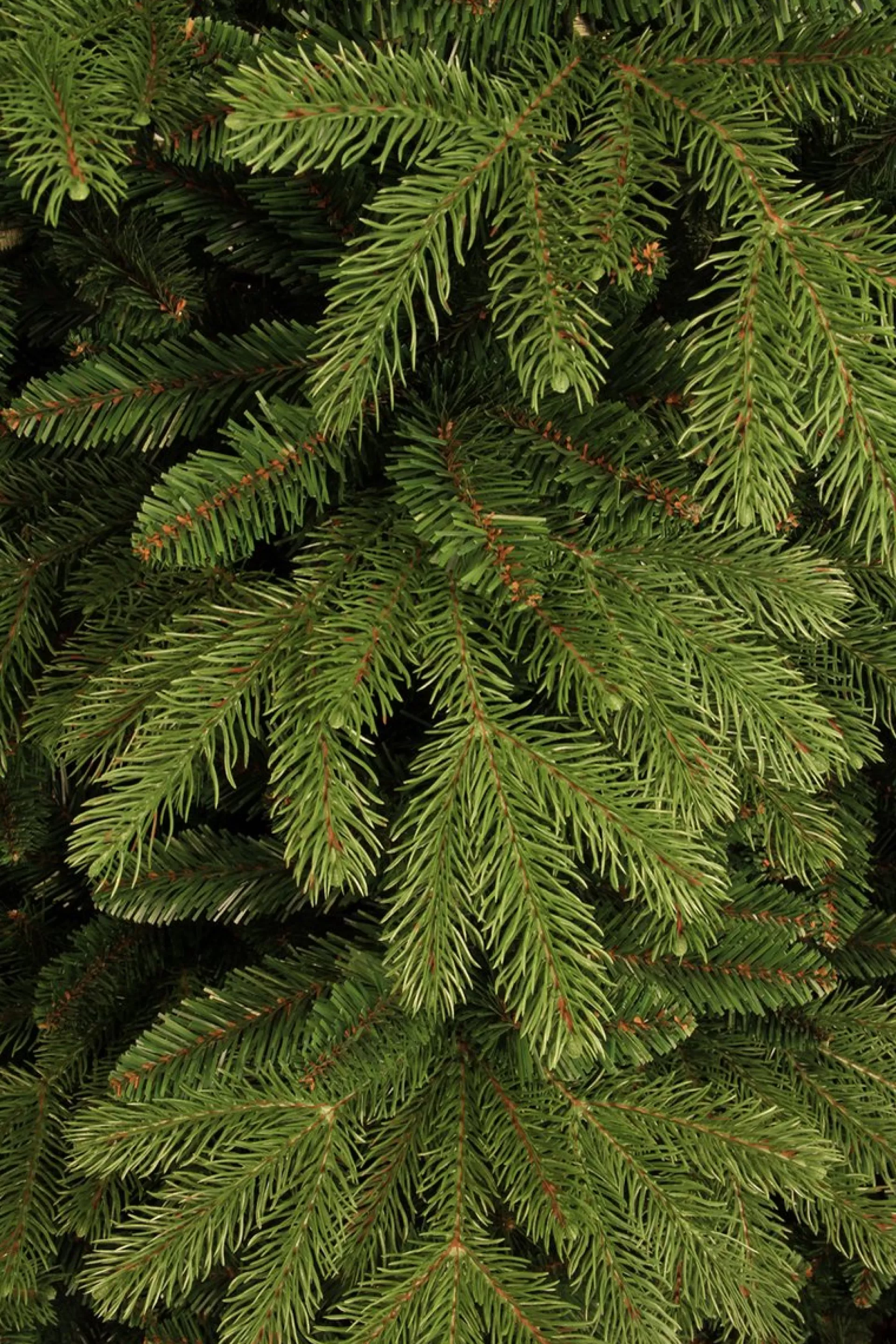 Black Box Trees Brampton Kunstkerstboom Smal - H215 X O125 Cm - Groen Shop