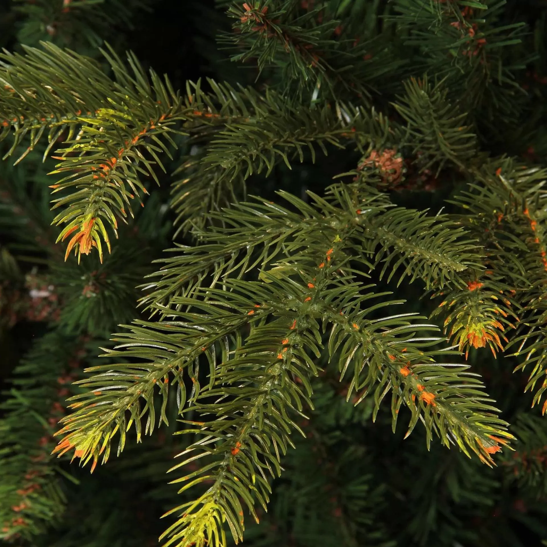 Black Box Trees Frasier Kunstkerstboom Met Led Verlichting - H185 Cm - Groen Cheap
