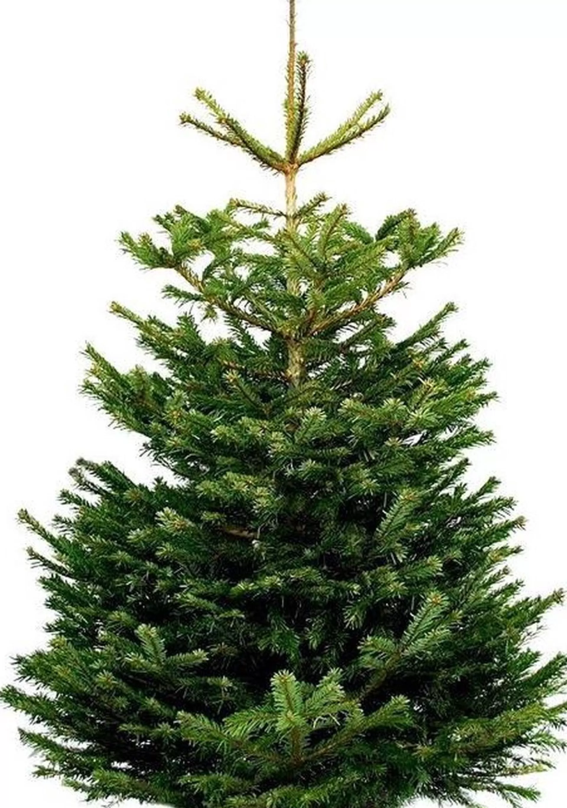 Tuincentrumgigant.nl Echte Kerstboom - Nordmann Excellent - Gezaagd Geen Kluit - 200-225Cm 225 Cm Online