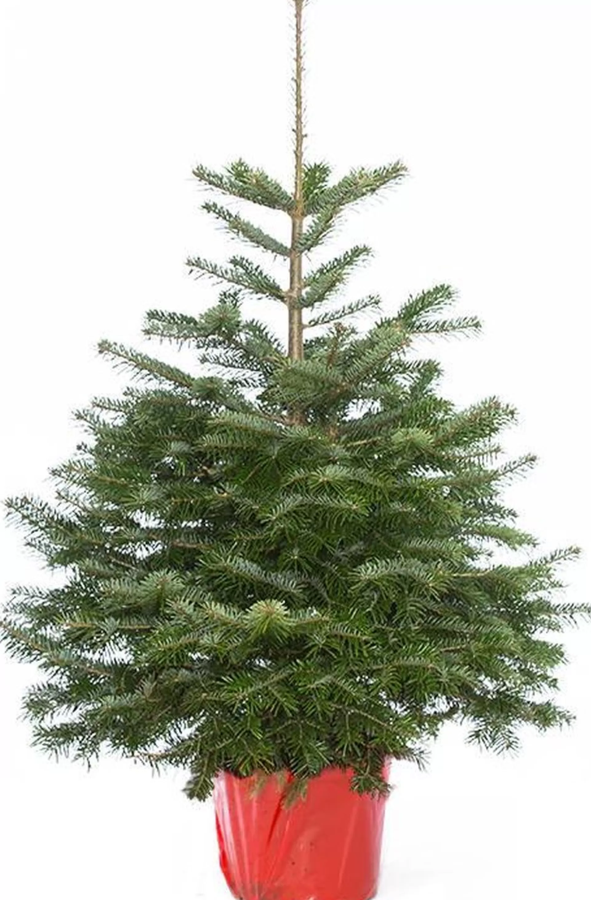 Flora Danica Nordmann Echte Kerstboom Nordmann In Pot Gekweekt 125-150Cm Shop