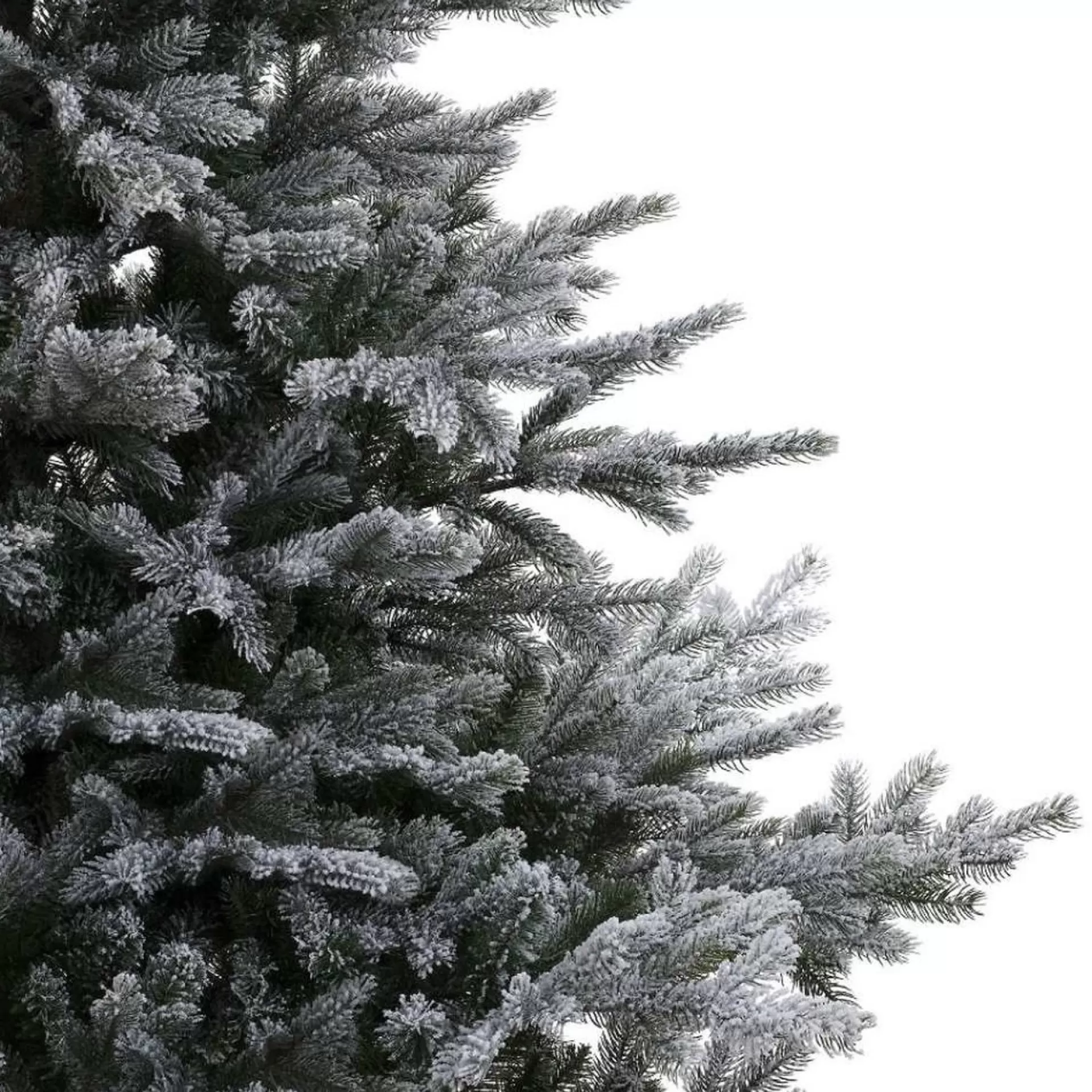 Everlands Grandis Fir Snowy Groen - Kerstboom - O132Xh180 Cm Hot