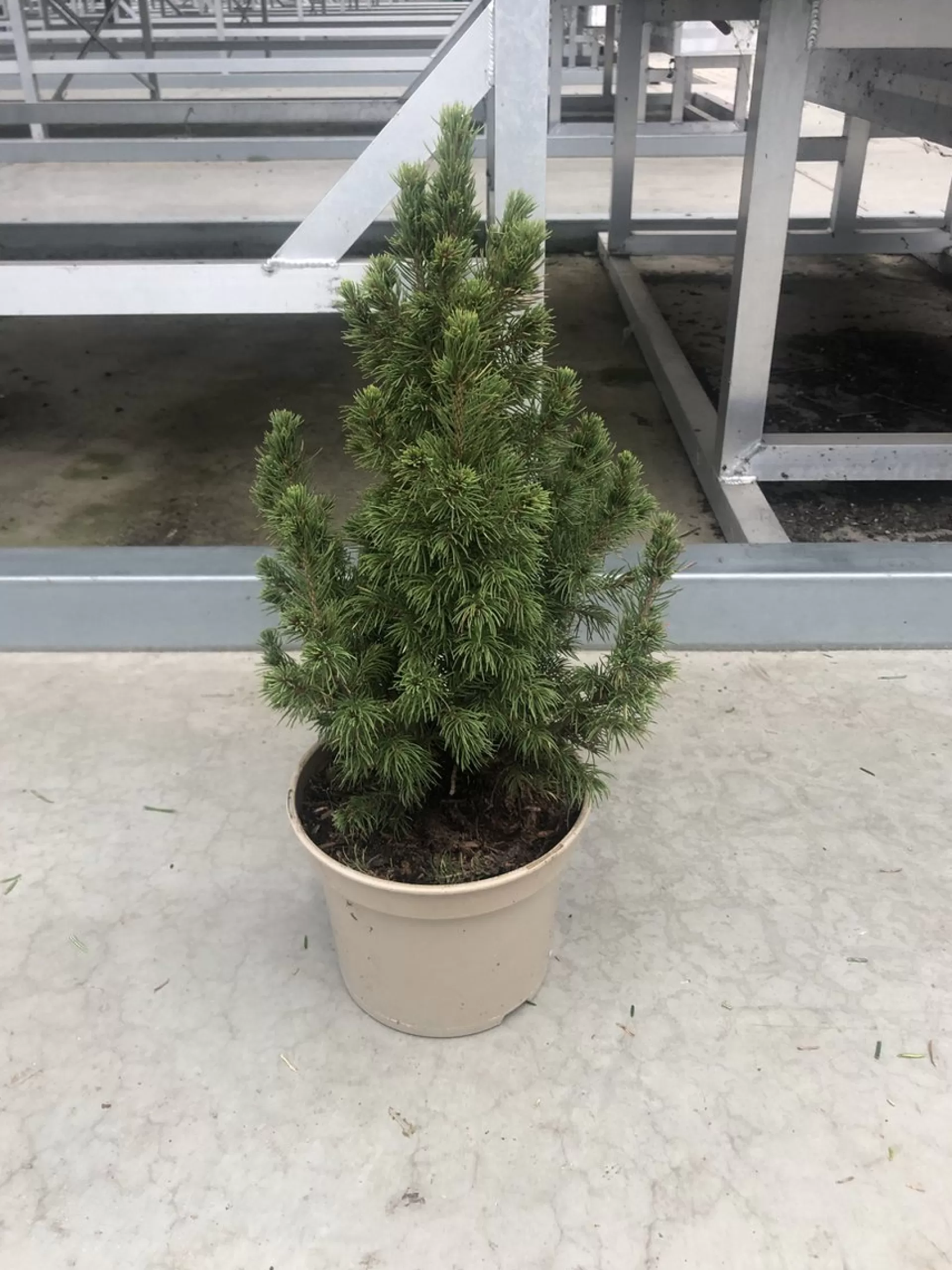 Groendecor Tuinarchitectuur Kleine Echte Tafelkerstboom - Picea Conica 30-40Cm - Minikerstboom In Pot Online