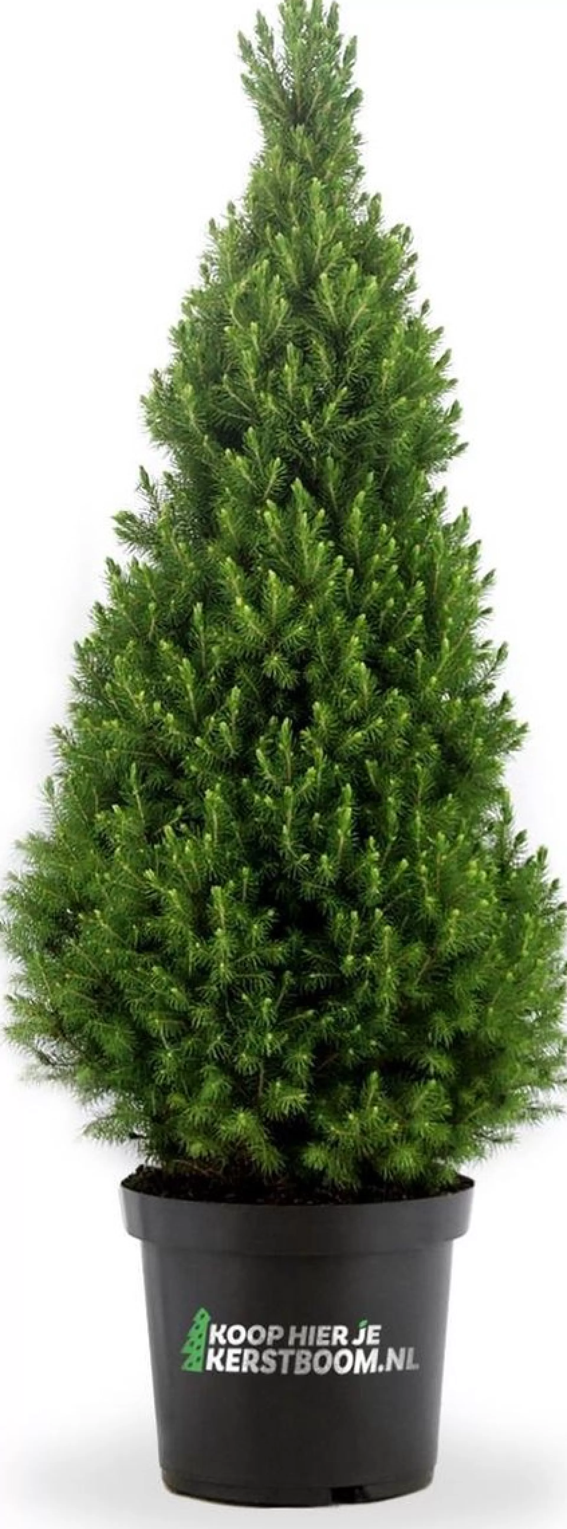 koophierjekerstboom.nl Picea Glauca Conica 120Cm Mini Kerstboom In Pot. Best