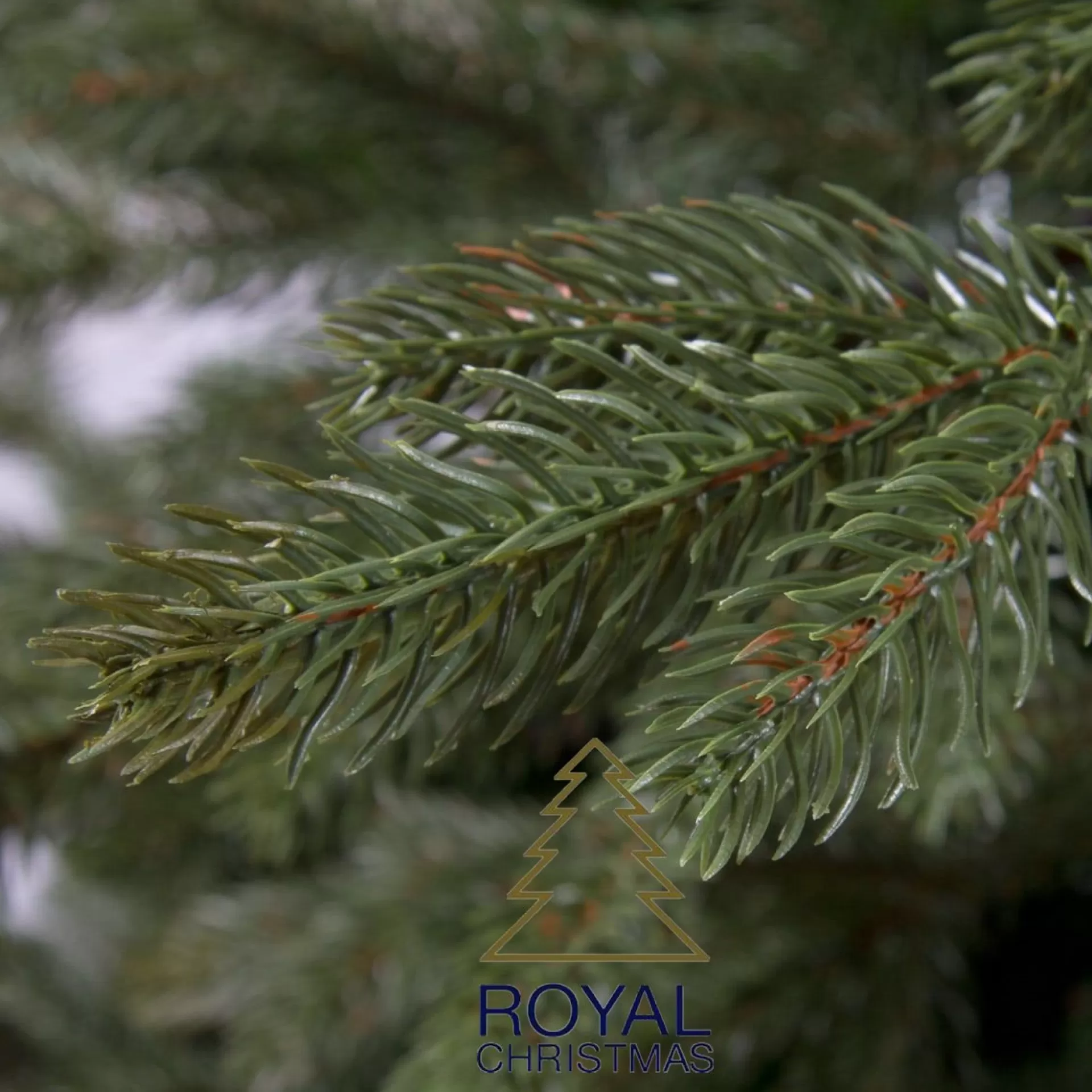 Royal Christmas - Kunstkerstboom - Spitsbergen Premium Pe/Pvc 2480 Takken Groen 270 Cm Clearance