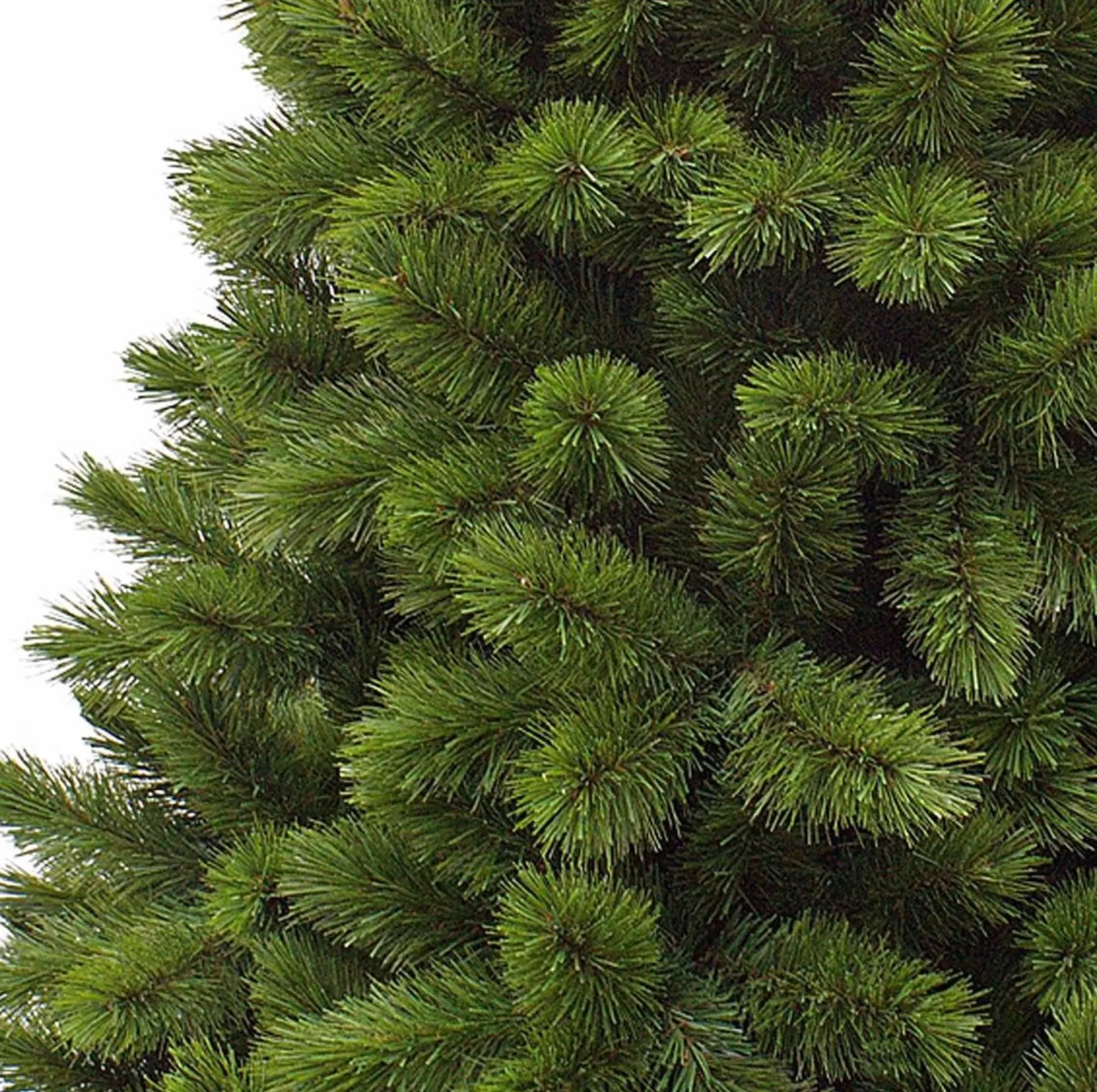 Triumph Tree - Camden Kerstboom Slim Groen Tips 195 - H120Xd69Cm - Kerstbomen (Franse Boom ) Flash Sale