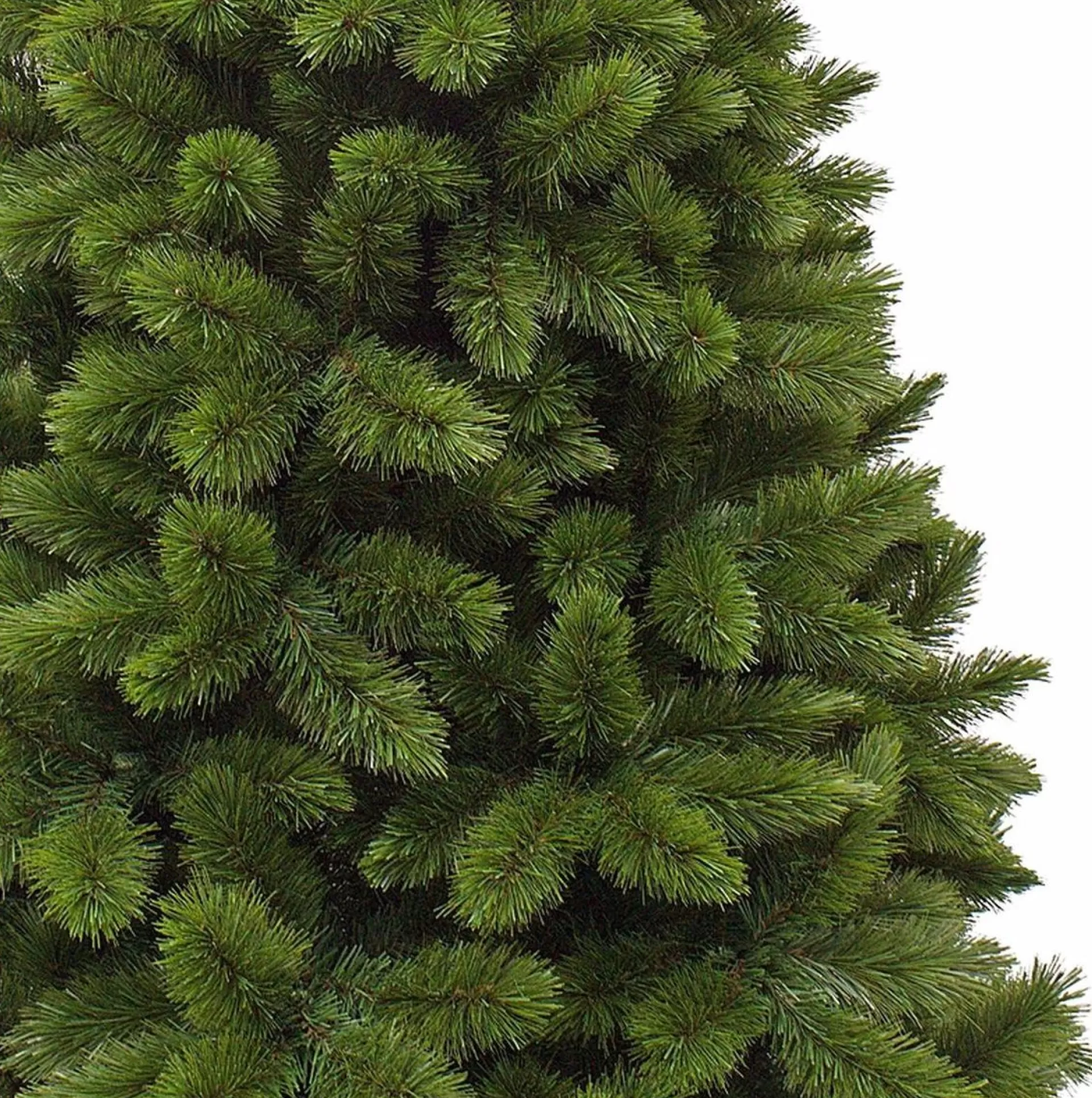 Triumph Tree - Camden Kerstboom Slim Groen Tips 423 - H185Xd94Cm - Kerstbomen (Franse Boom ) Best Sale