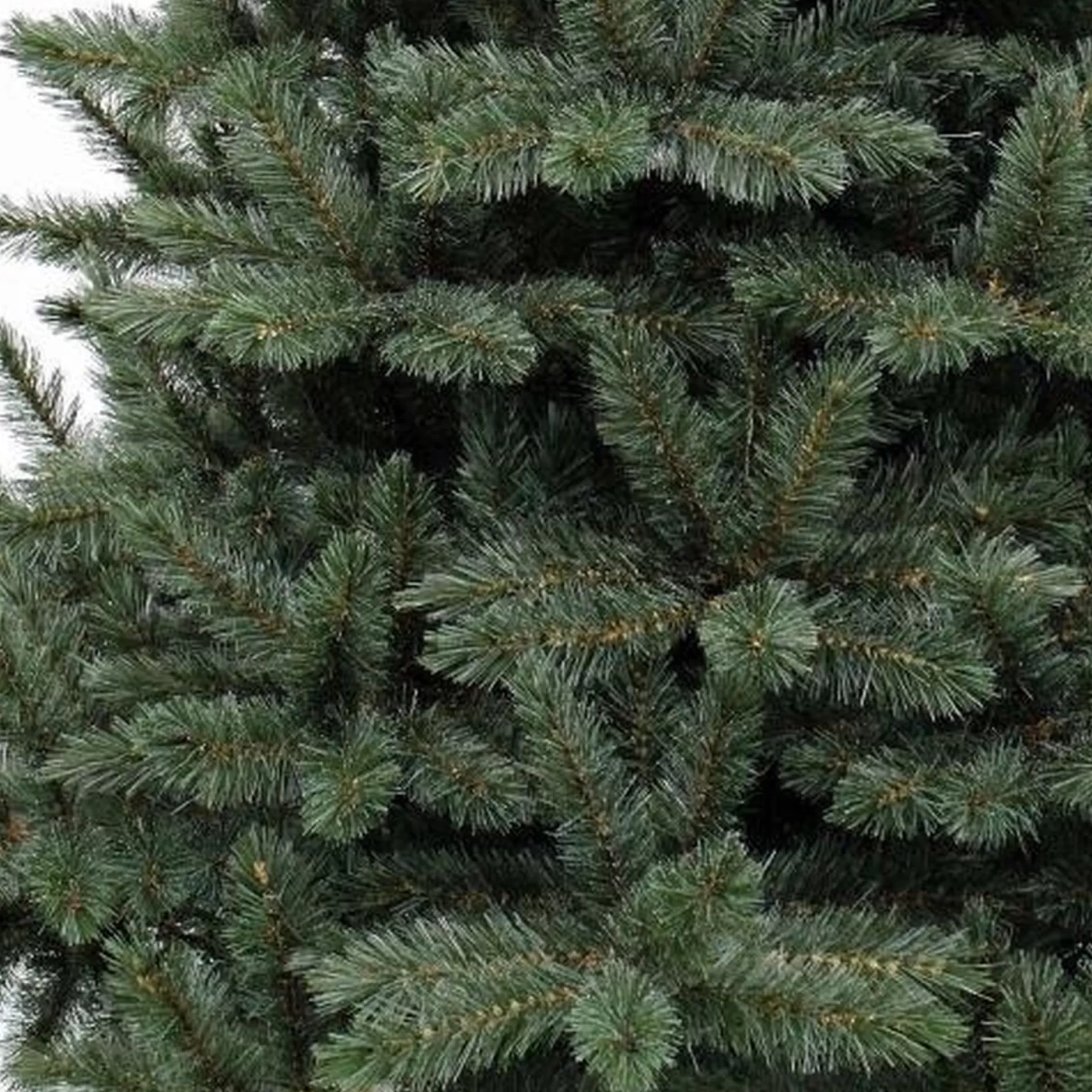Triumph Tree - Forest Frosted Blauw Kerstboom Hoogte 120 Cm Flash Sale