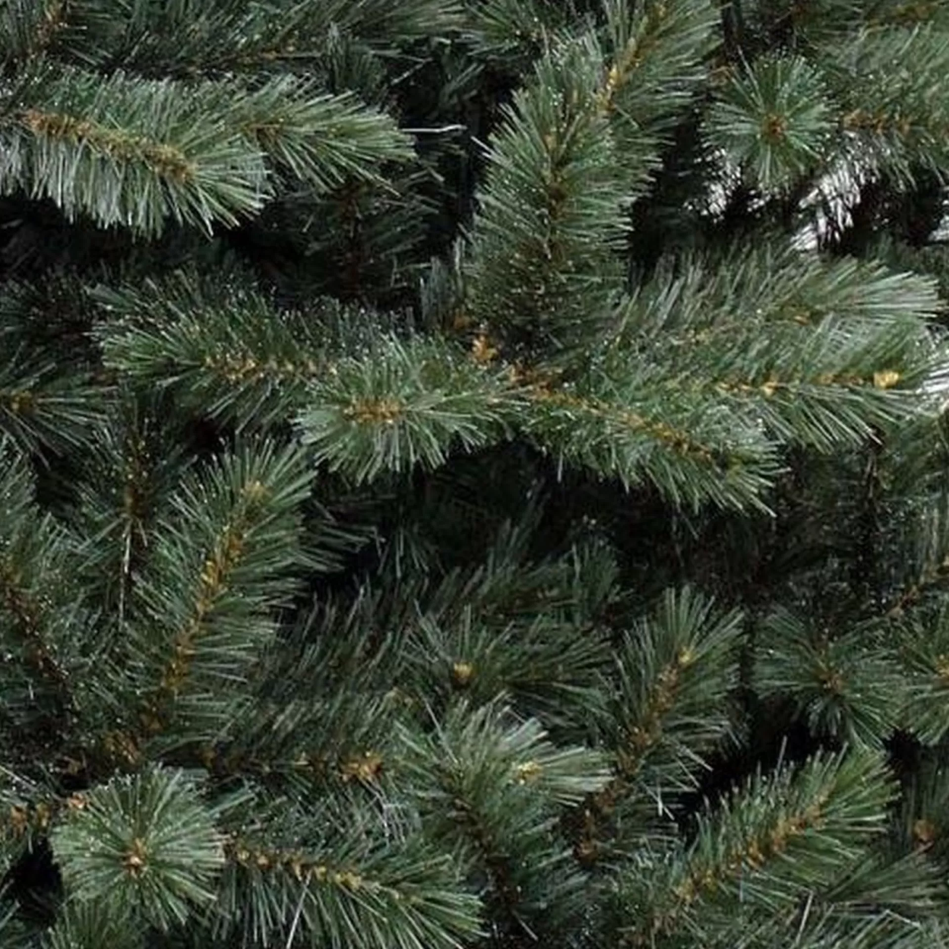 Triumph Tree - Forest Frosted Blauw Kerstboom Hoogte 120 Cm Flash Sale
