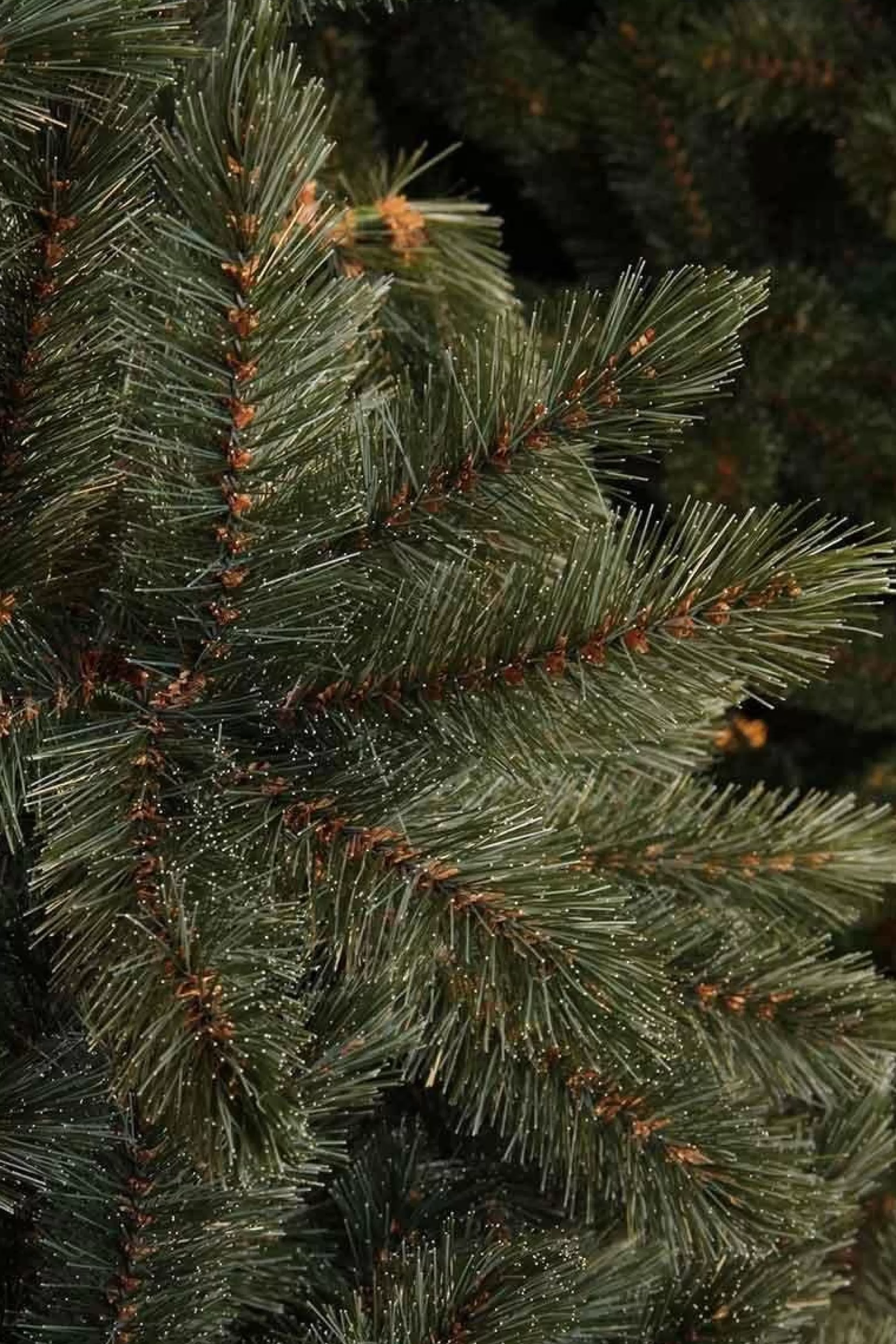 Triumph Tree - Forest Frosted Blauw Kerstboom Hoogte 215 Cm New