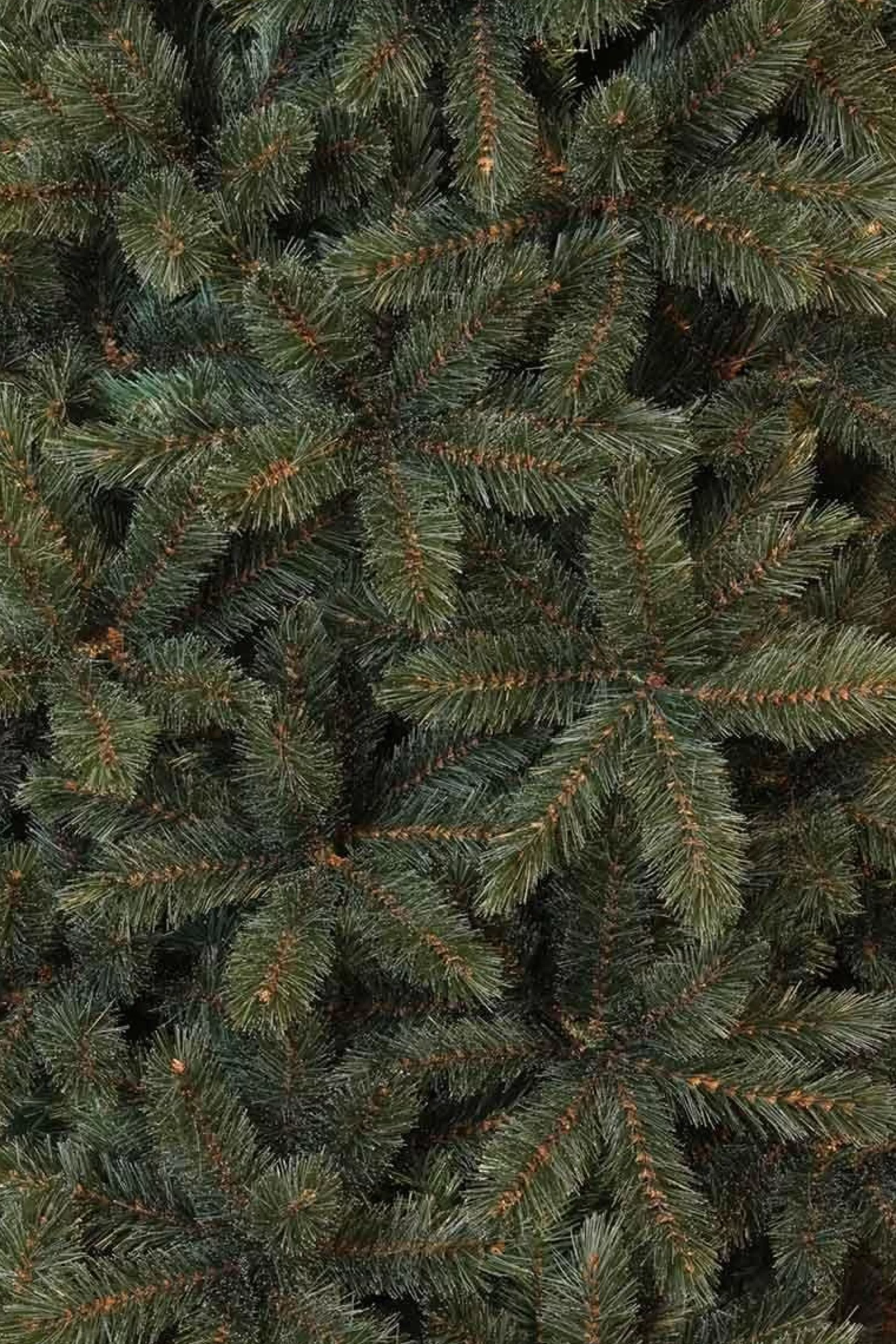 Triumph Tree - Kerstboom Forest Frosted H185D130 Newgrowth Blue Tips 942 Best