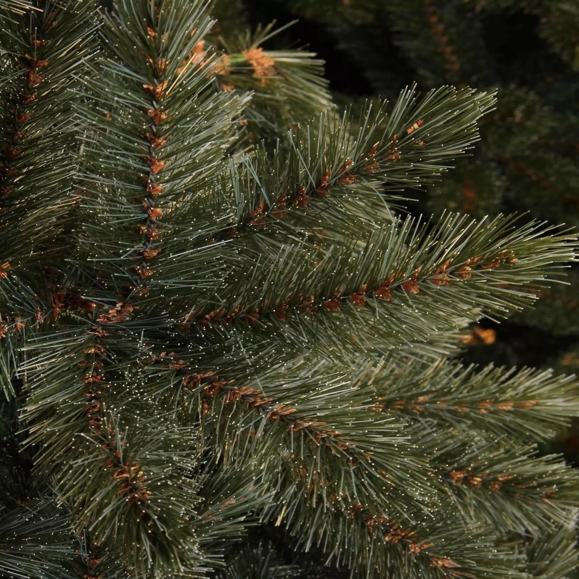Triumph Tree - Kerstboom Forest Frosted H185D130 Newgrowth Blue Tips 942 Best