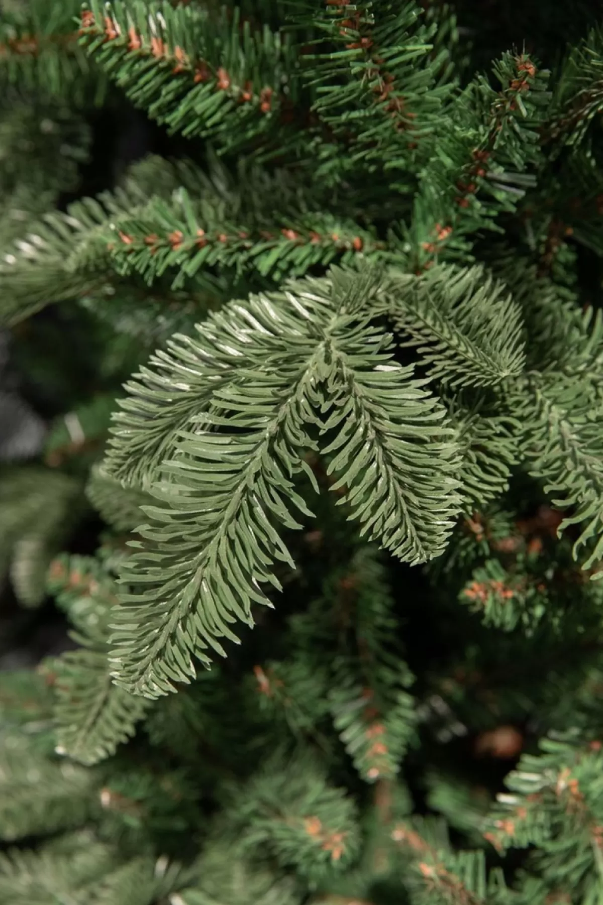 Triumph Tree Guirlandes> Abies Nordmann Guirlande - L180 Cm - Groen